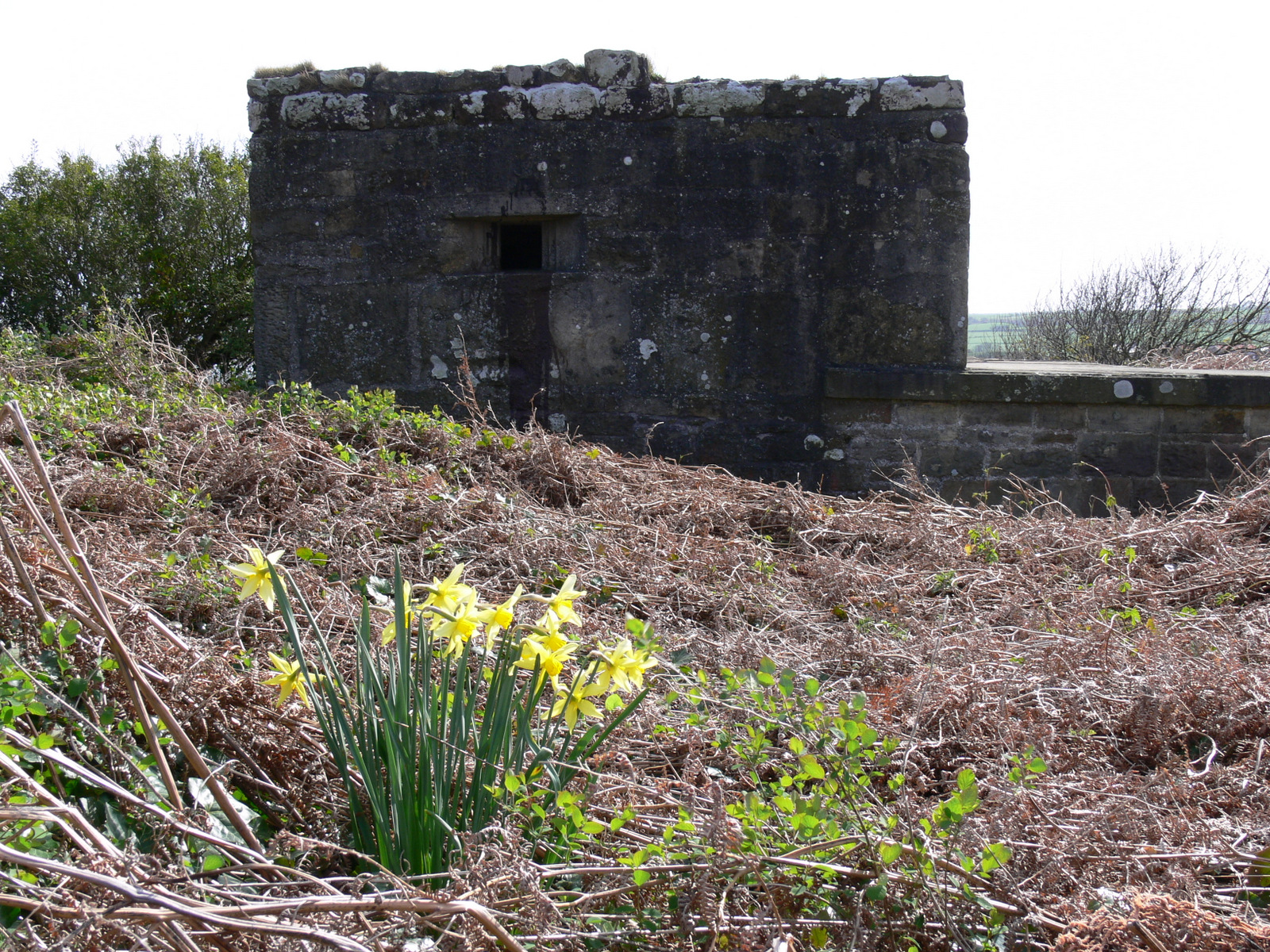 Old Battery, Alnmouth with WWII pillbox modifications.