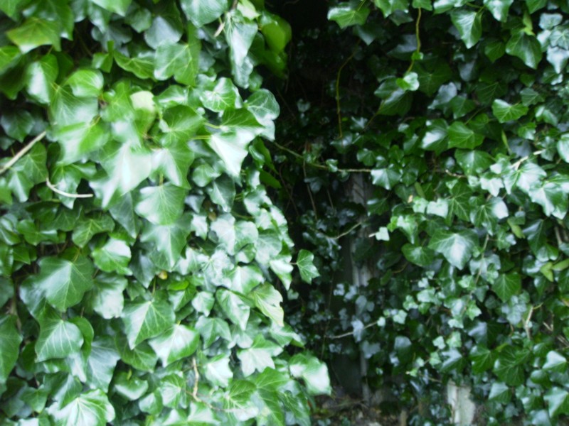 Pillbox covered in ivy. NGR S0 001722